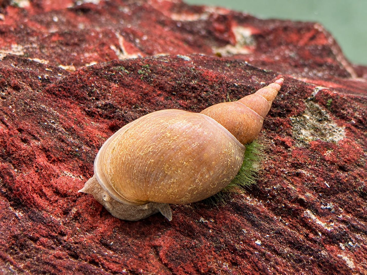 Yoda Schnecke Schlammschnecke Lymnaea stagnalis