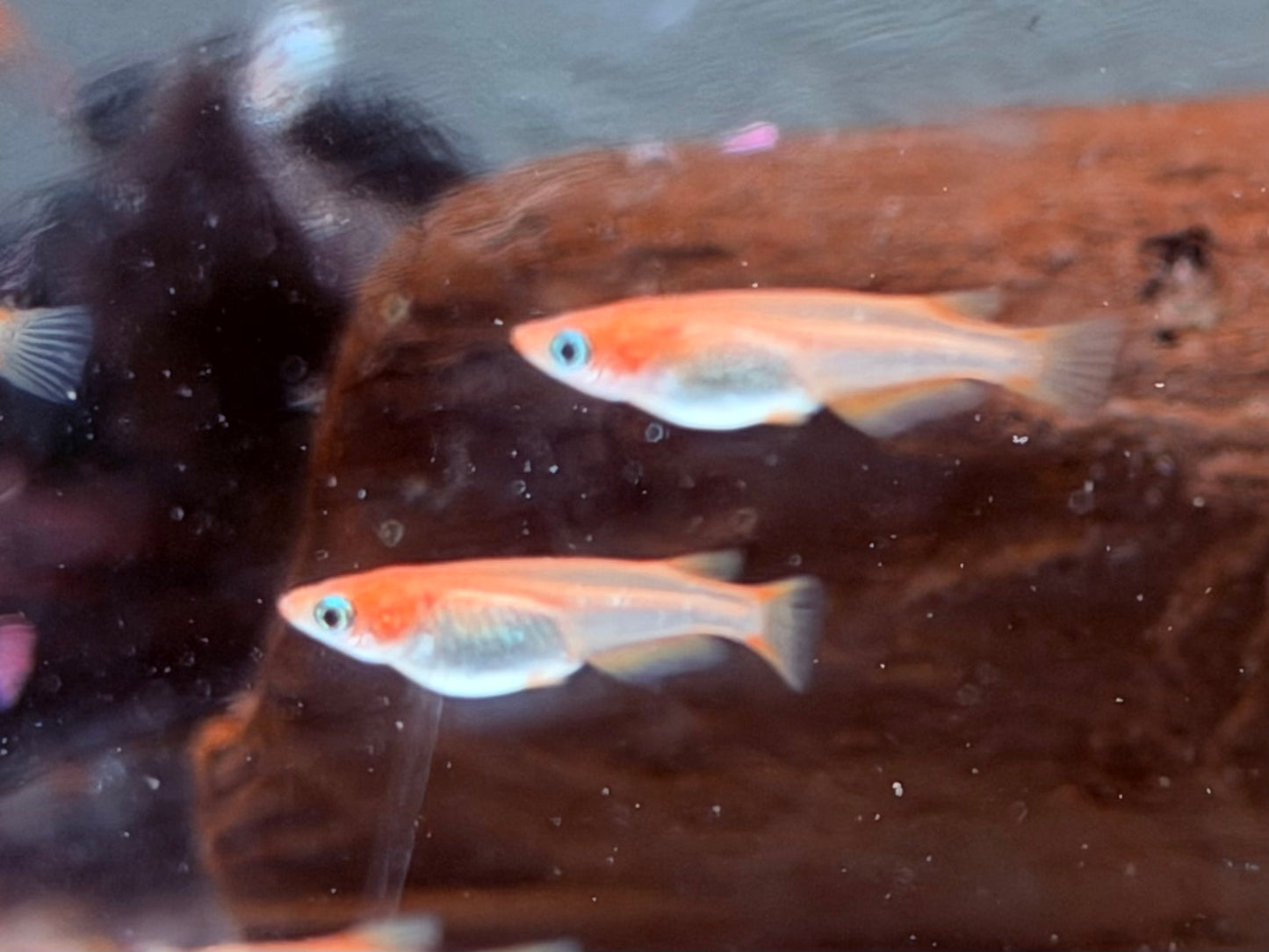 Youkihi Orange Reisfisch Oryzias latipes
