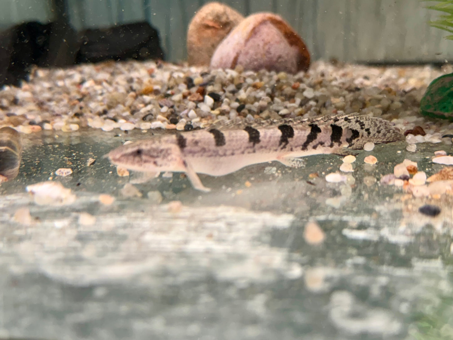 Zaire Flösselhecht Polypterus delhezi