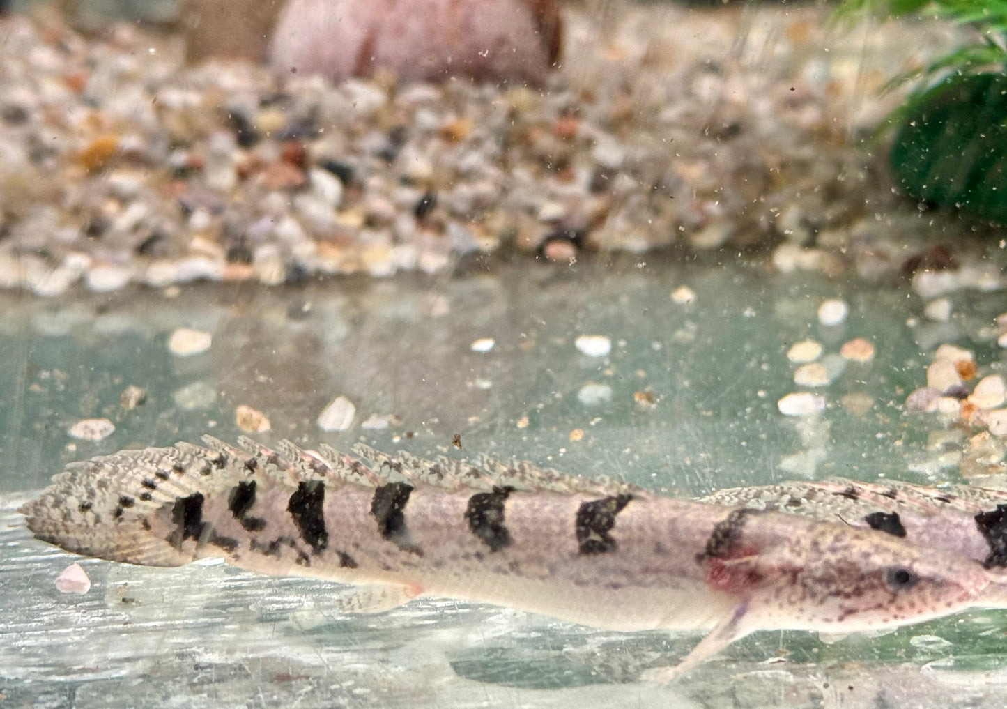 Zaire Flösselhecht Polypterus delhezi