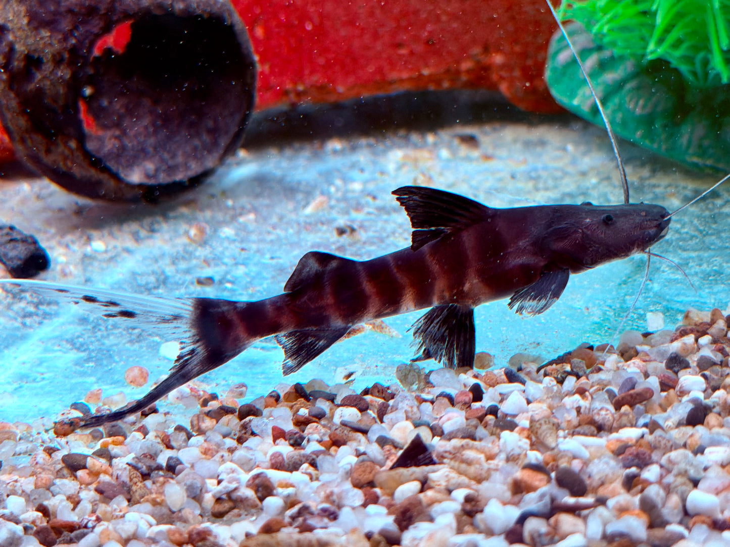 Zebra Antennenwels Brachyplatystoma juruense 10-12 cm