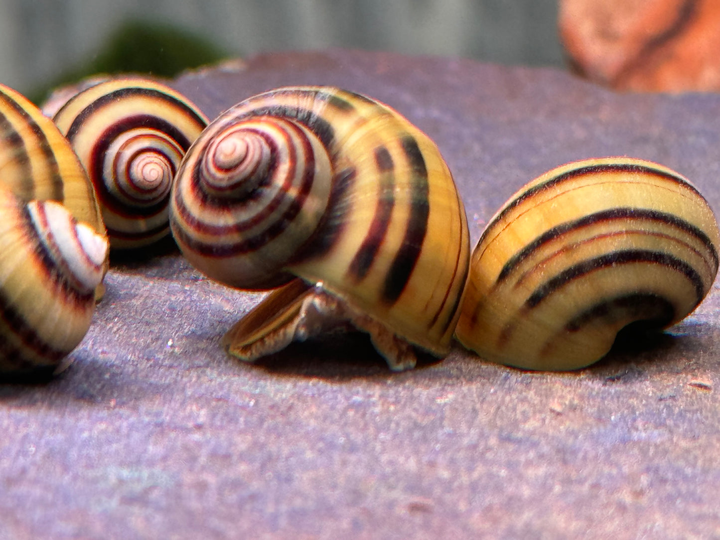 Zebra Apfelschnecke Asolene spixi