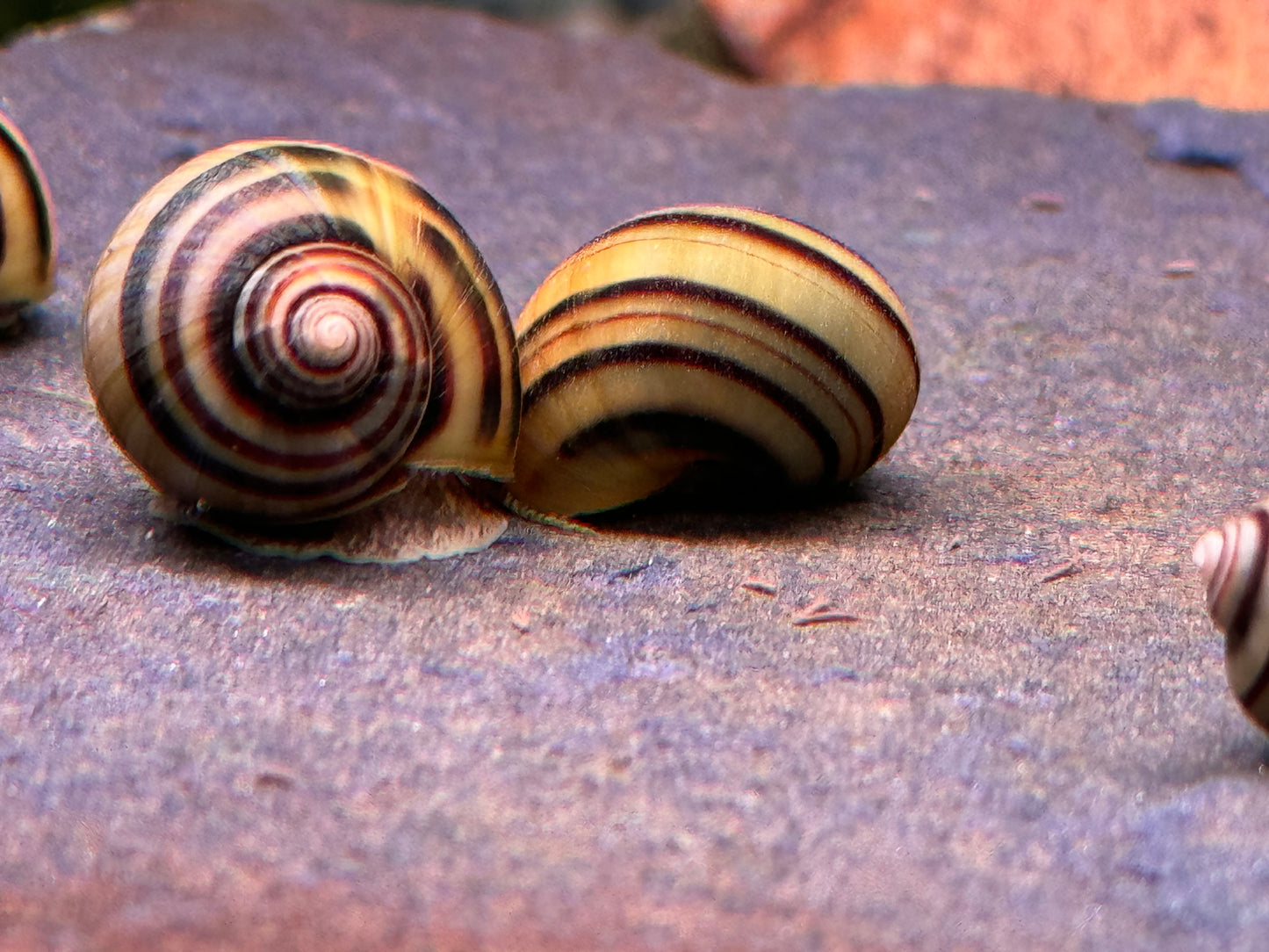 Zebra Apfelschnecke Asolene spixi