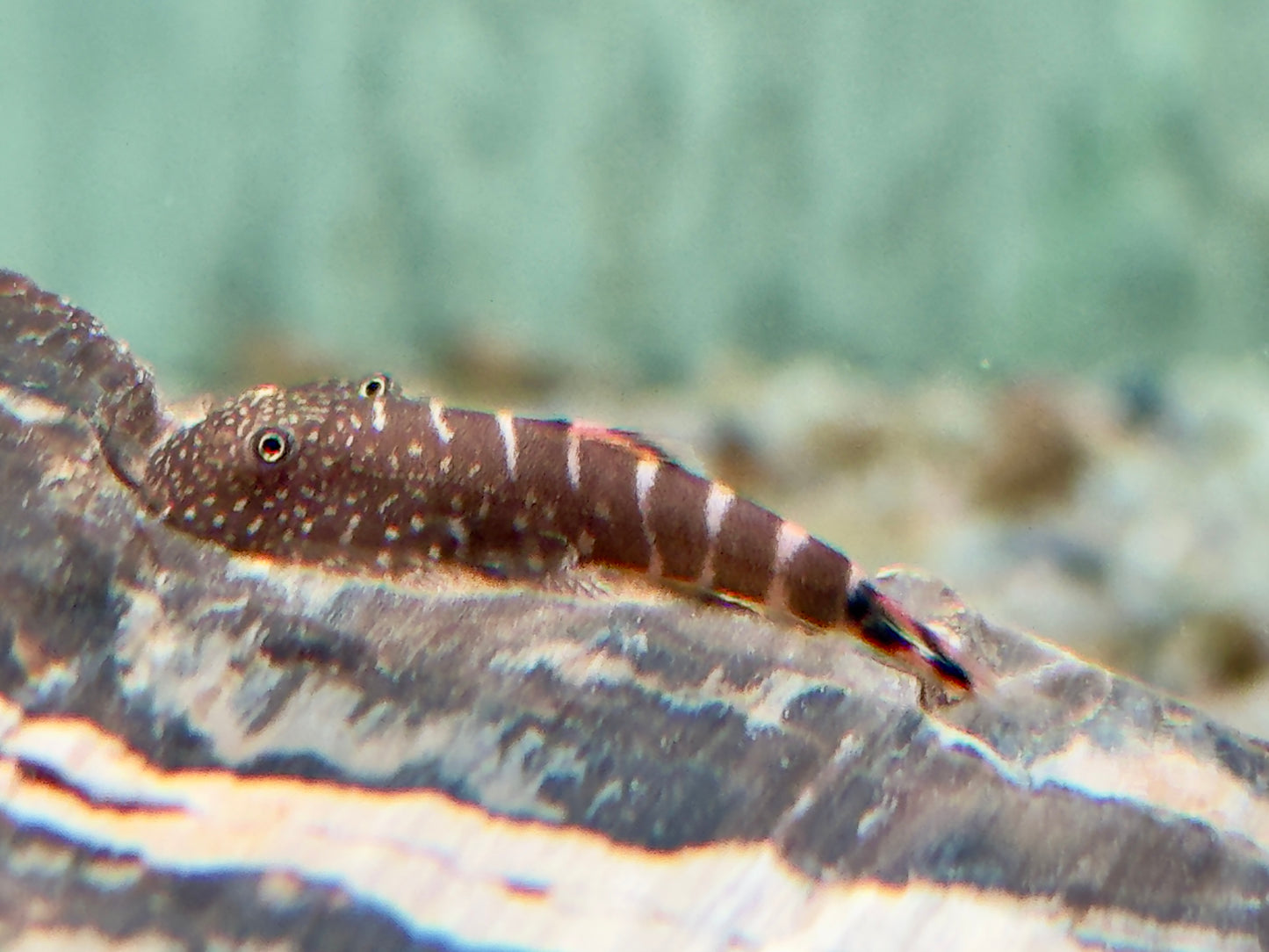Zebra Flossensauger Pseudogastromyzon I Gastromyzon zebrinus