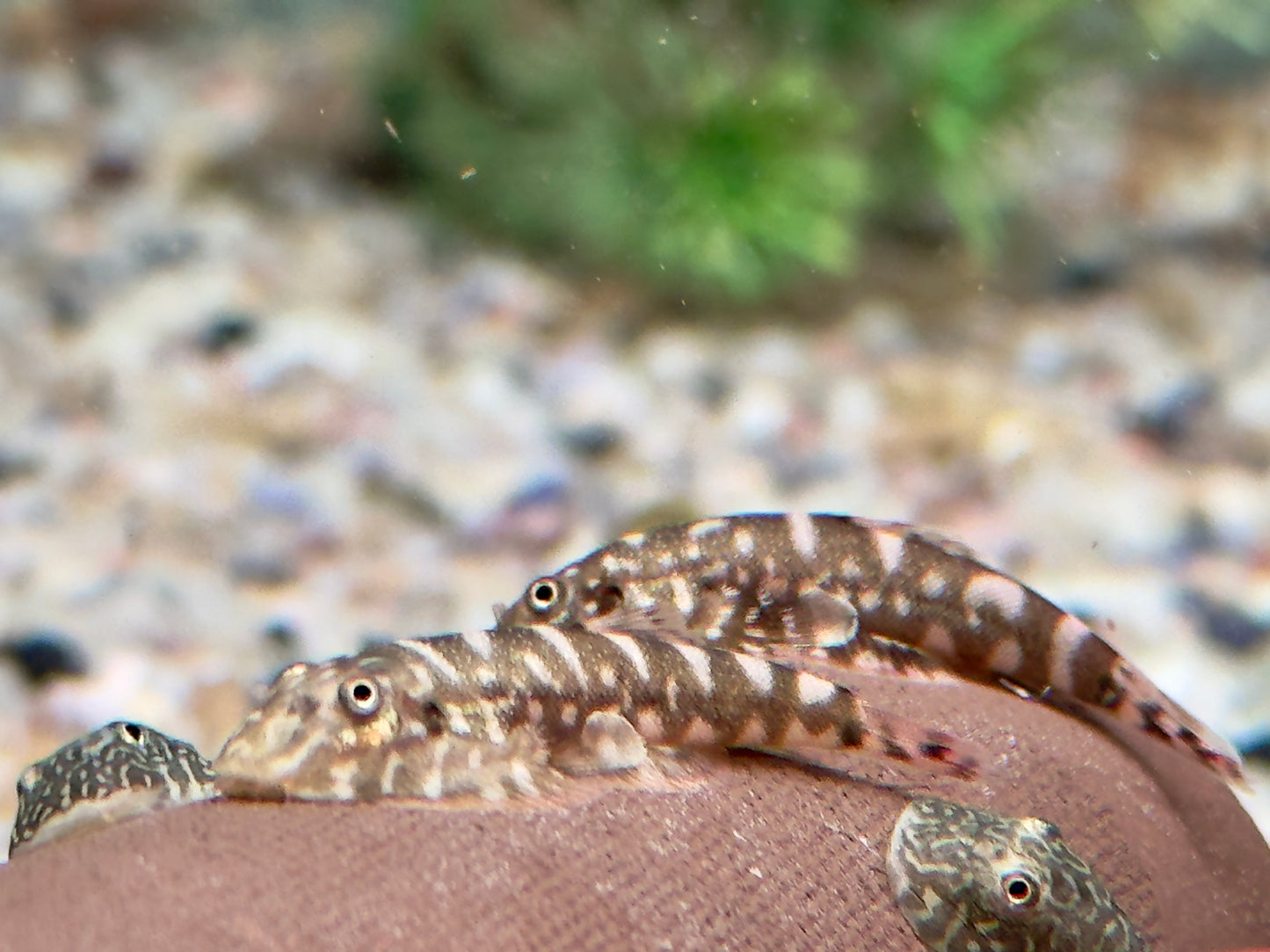 Zebra Flossensauger Pseudogastromyzon I Gastromyzon zebrinus