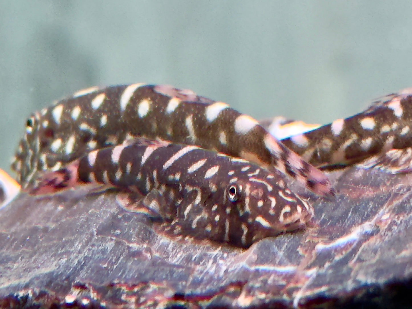 Zebra Flossensauger Pseudogastromyzon I Gastromyzon zebrinus