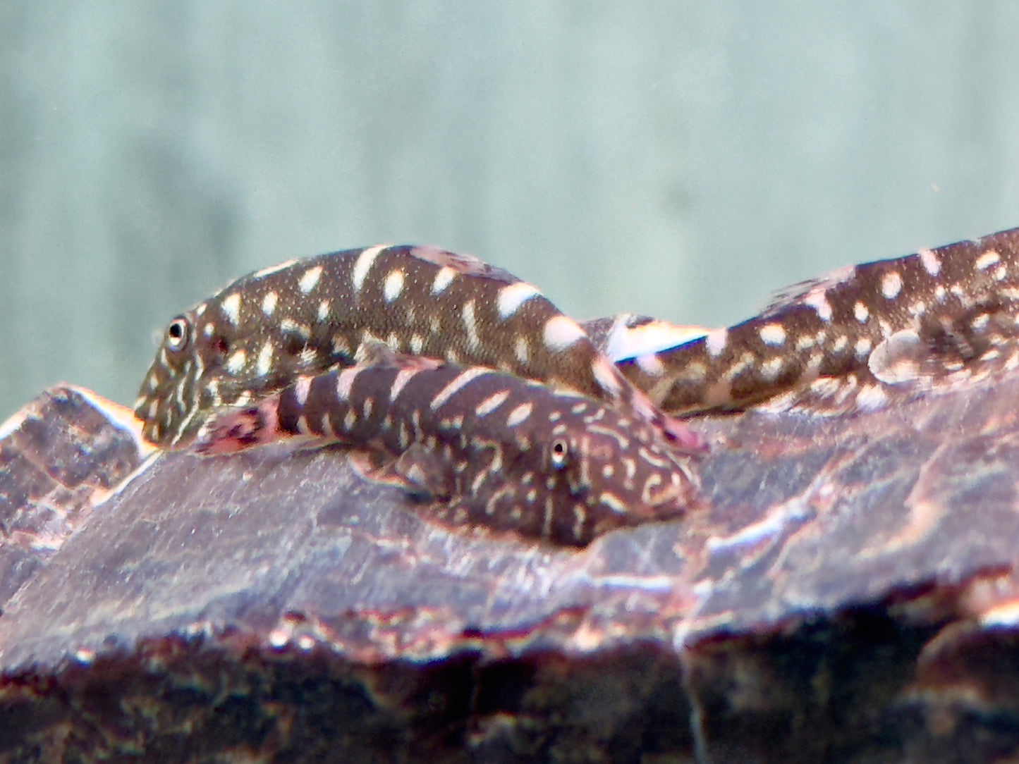 Zebra Flossensauger Pseudogastromyzon I Gastromyzon zebrinus