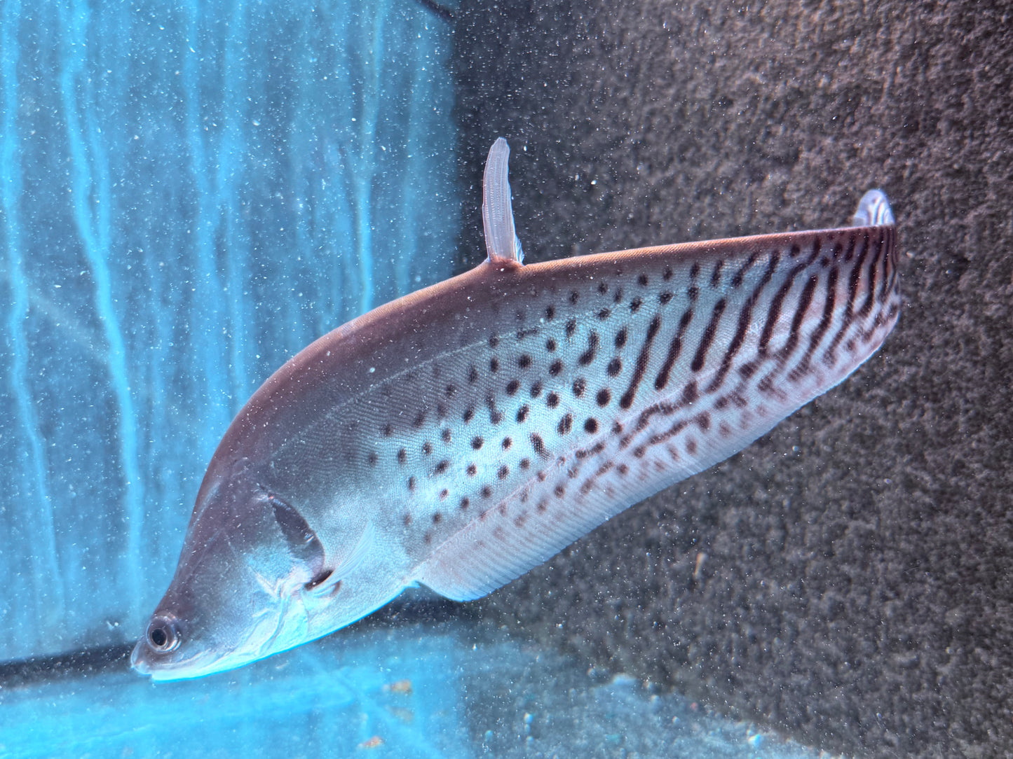 Zebra Messerfisch Chitala blanci 25-30 cm