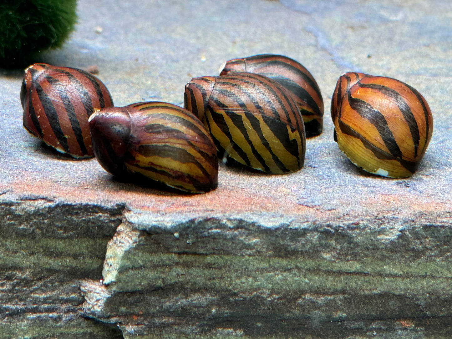 Zebra Rennschnecke Vittina Neritina turrita