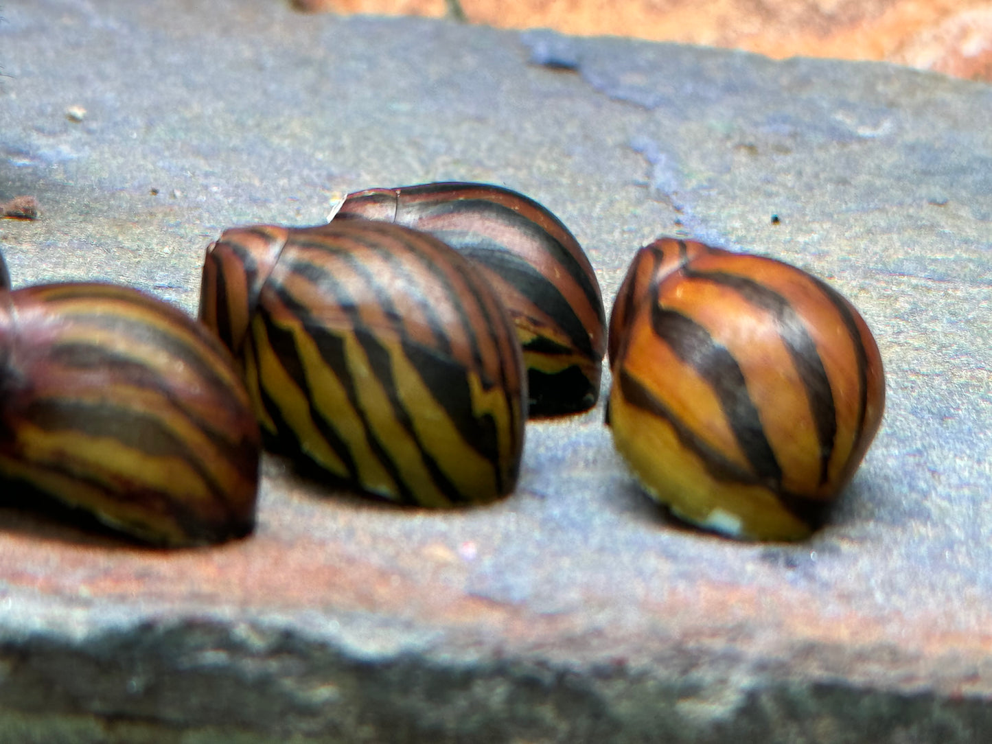 Zebra Rennschnecke Vittina Neritina turrita