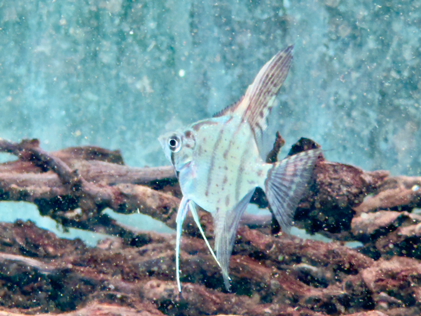 Zebra Skalare Pterophyllum scalare