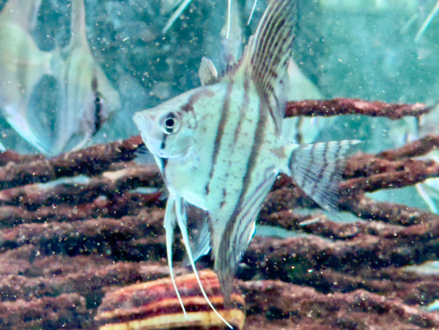 Zebra Skalare Pterophyllum scalare