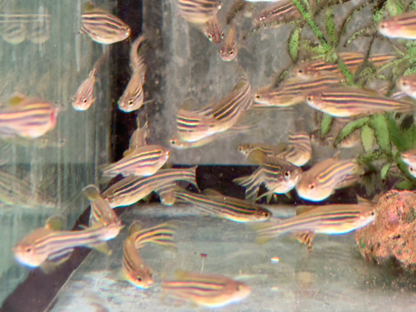 Zebrabärbling Brachydanio Danio rerio
