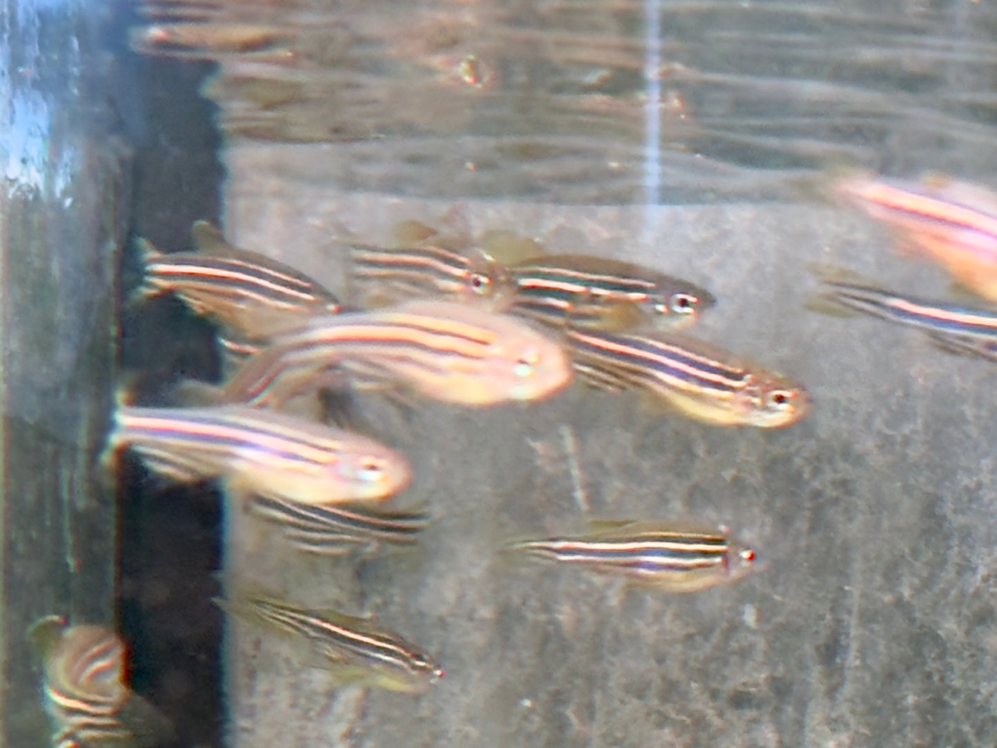 Zebrabärbling Brachydanio Danio rerio