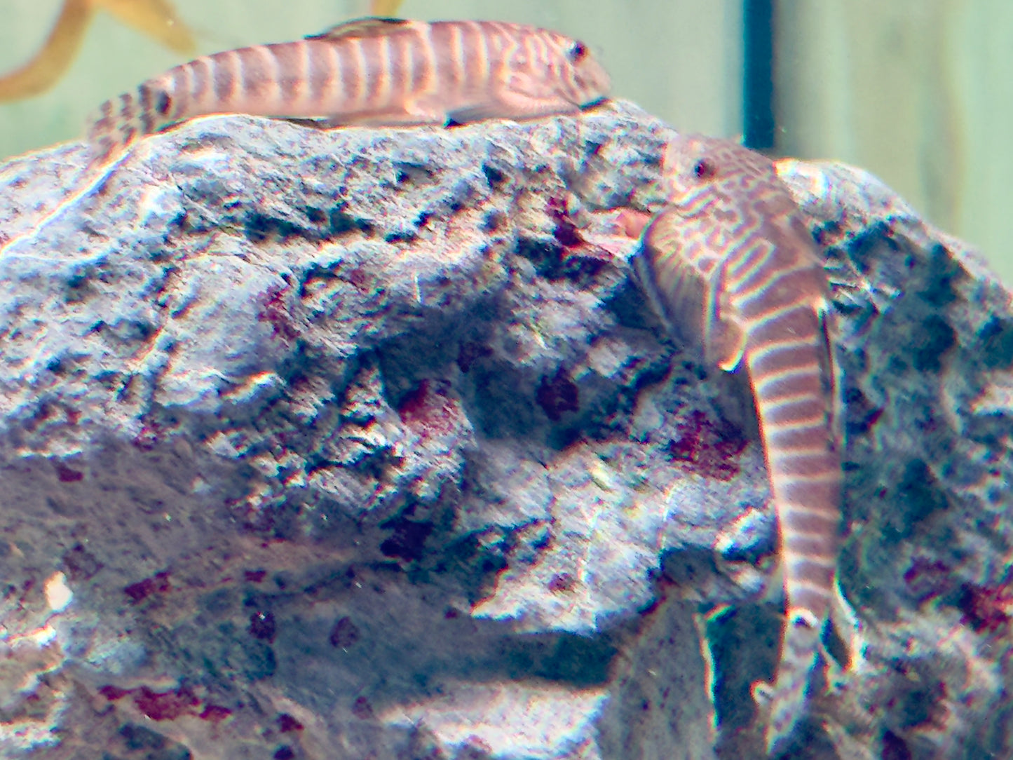 Zebrastreifen Flossensauger Pseudogastromyzon fangi