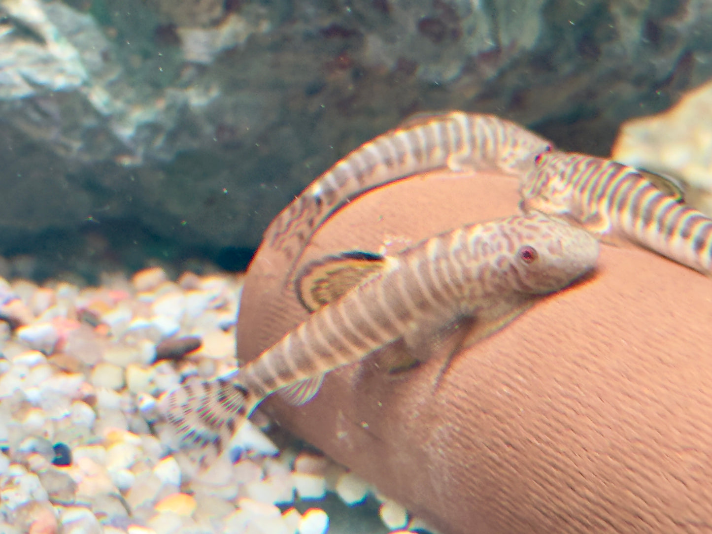 Zebrastreifen Flossensauger Pseudogastromyzon fangi