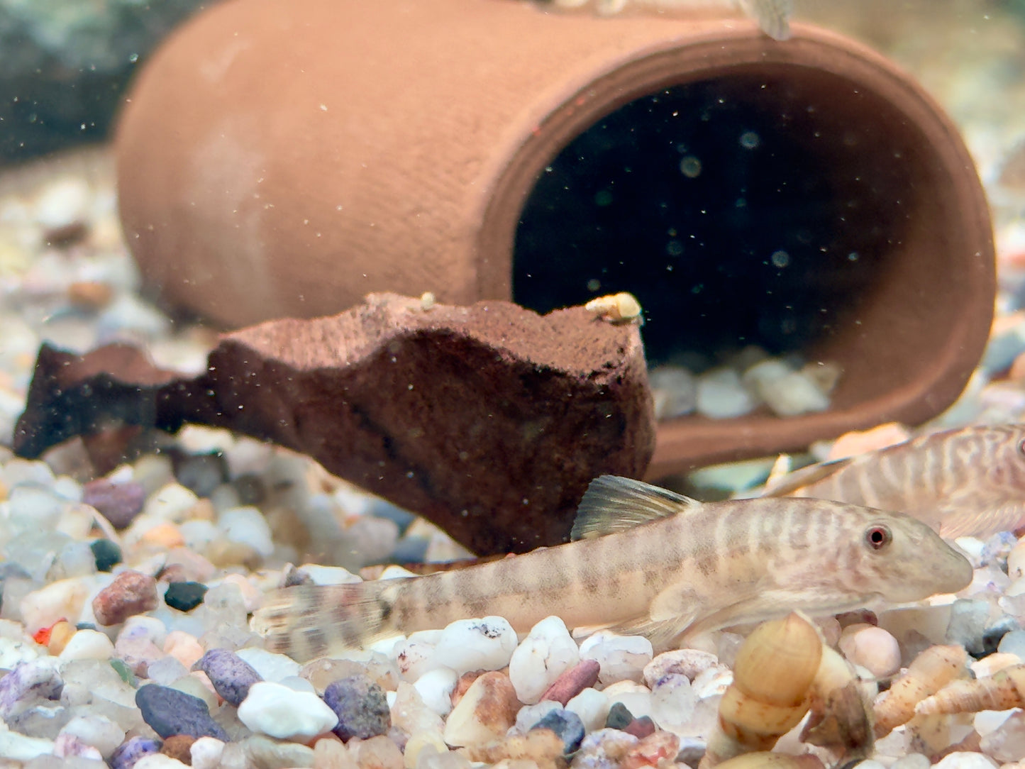 Zebrastreifen Flossensauger Pseudogastromyzon fangi