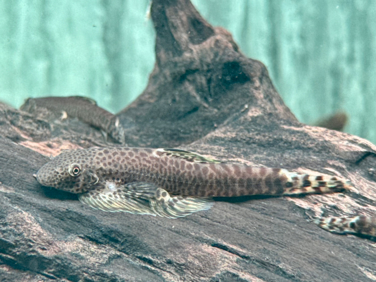 Zebrastreifen Flossensauger Pseudogastromyzon fangi