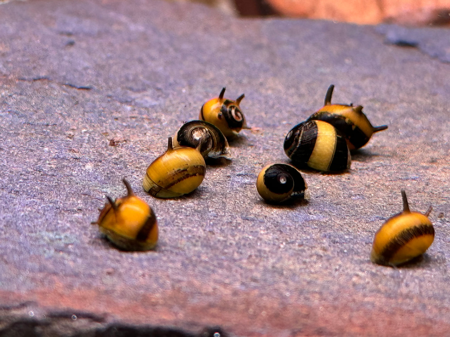 Zweifarbige Geweihschnecke Clithon diadema