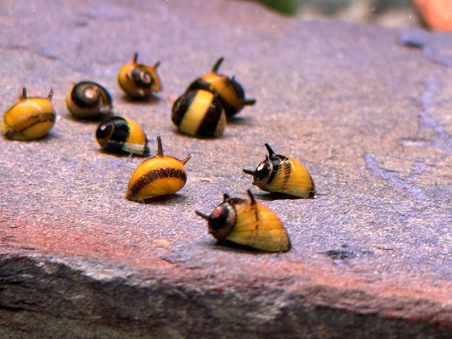 Zweifarbige Geweihschnecke Clithon diadema