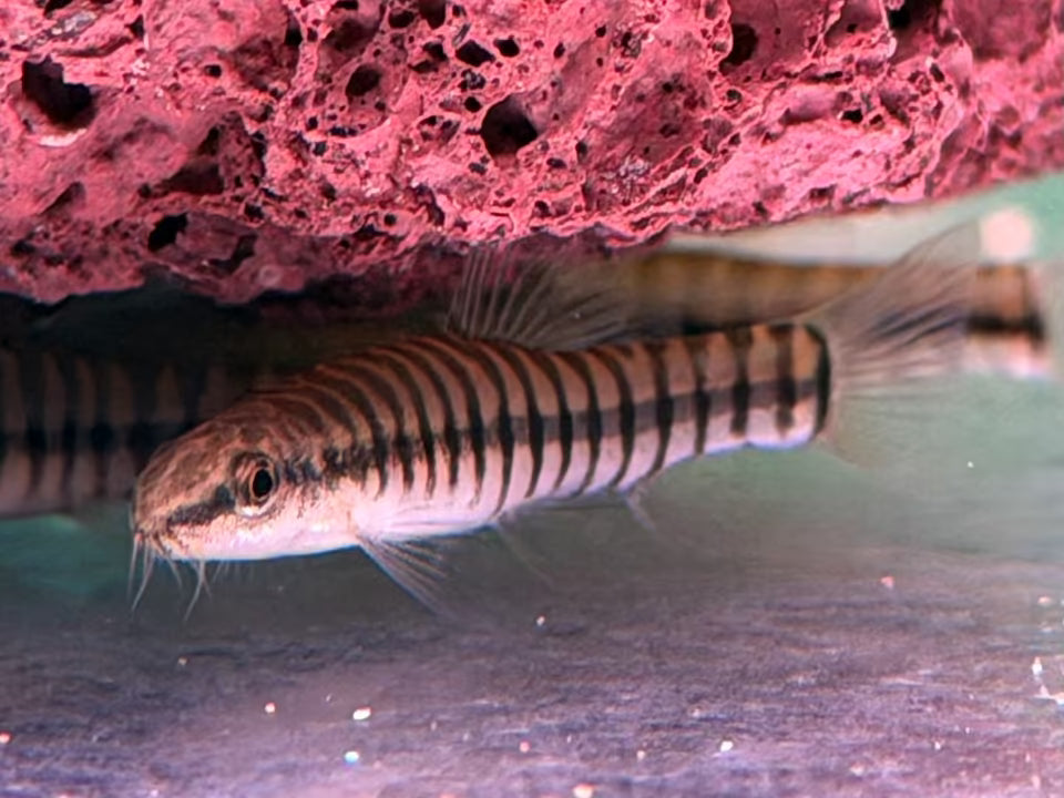 Zwerg-Tigerschmerle Yunnanilus pulcherrimus