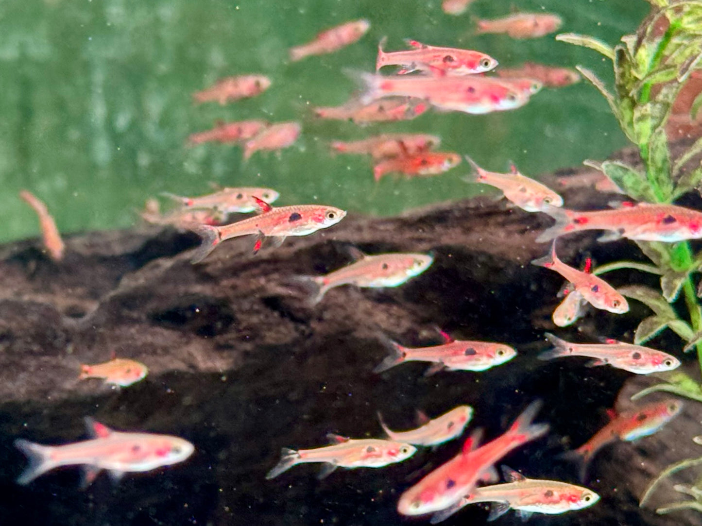 Zwergbärbling Boraras maculatus