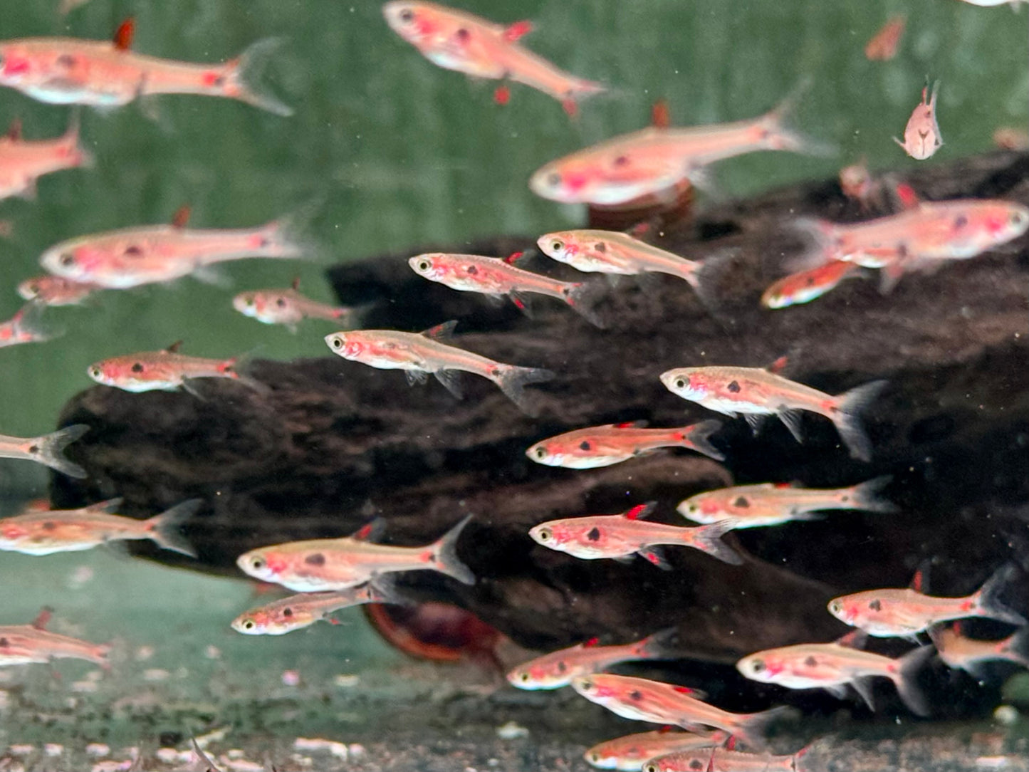 Zwergbärbling Boraras maculatus