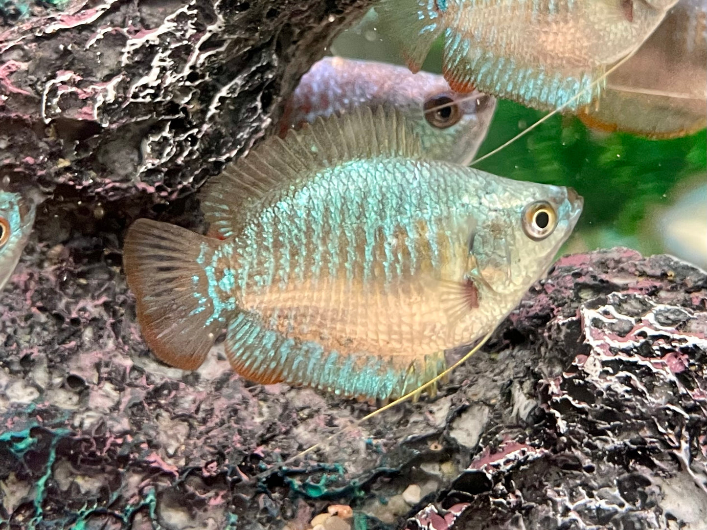 Zwergfadenfisch Rainbow blau Colisa lalia