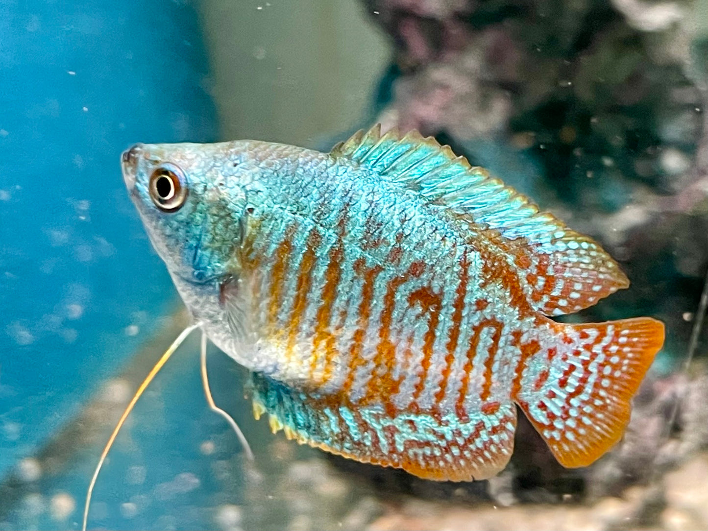 Zwergfadenfisch Rainbow blau Colisa lalia