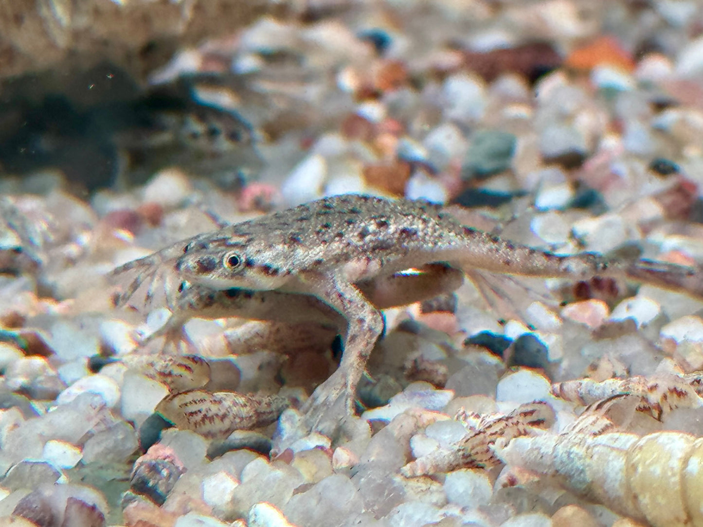 Zwergkrallenfrosch Hymenochirus boettgeri 2-3 cm
