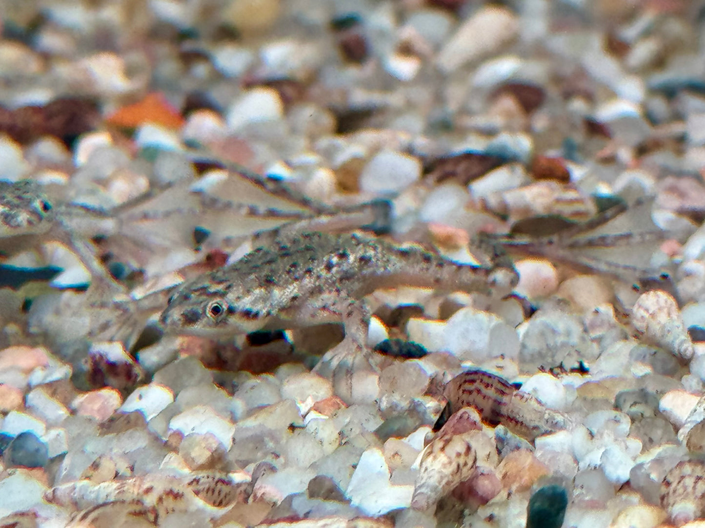 Zwergkrallenfrosch Hymenochirus boettgeri 2-3 cm