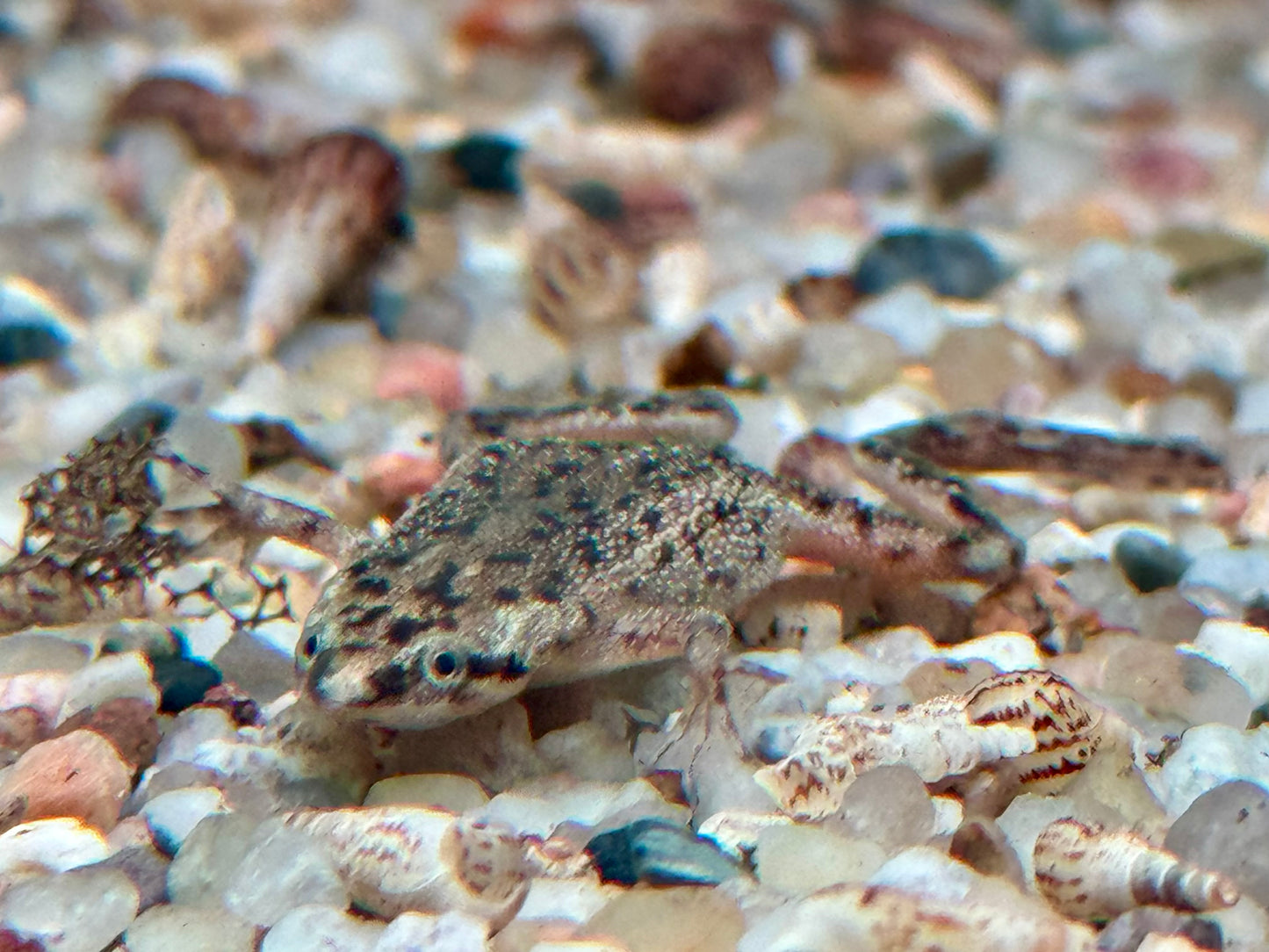Zwergkrallenfrosch Hymenochirus boettgeri 2-3 cm