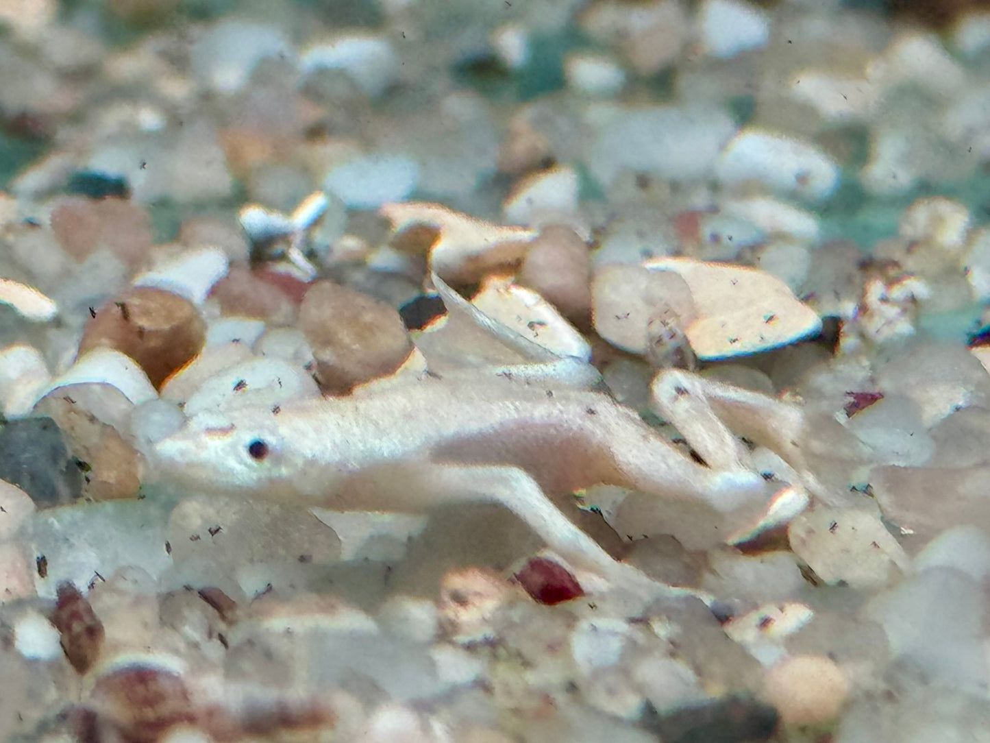 Zwergkrallenfrosch Platinum Gold Hymenochirus boettgeri 2-3 cm