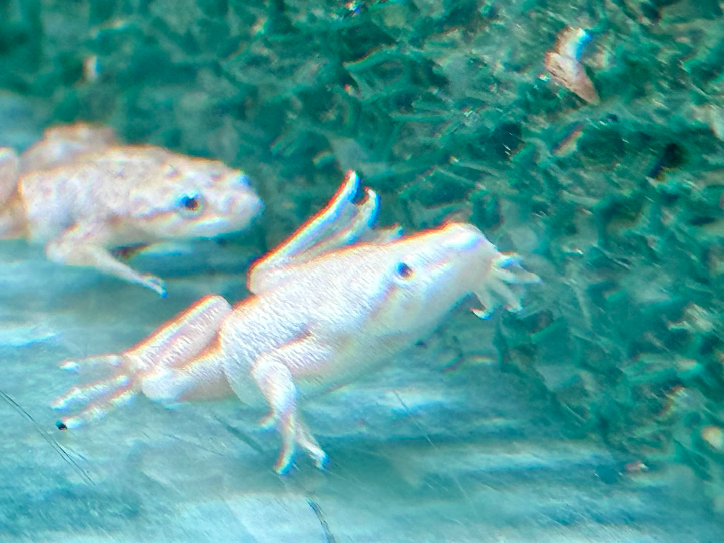Zwergkrallenfrosch Platinum Gold Hymenochirus boettgeri 2-3 cm