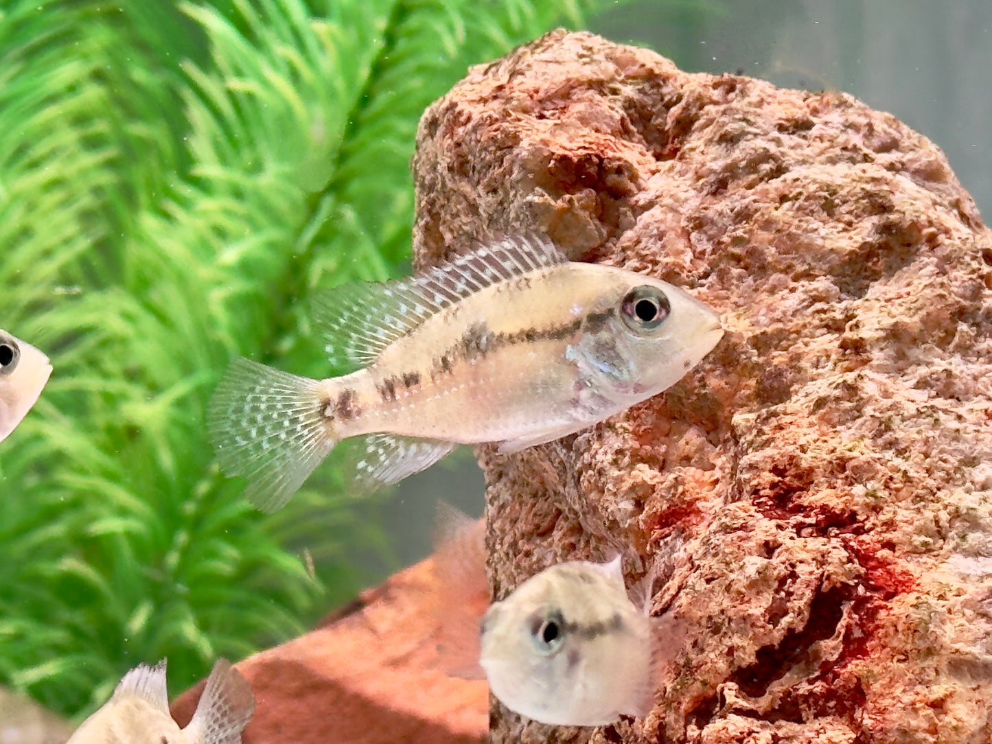 Perlmutt Erdfresser Geophagus brasiliensis