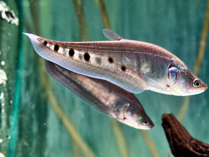 1000$ Tausenddollarfisch Chitala ornata Notopterus chitalai