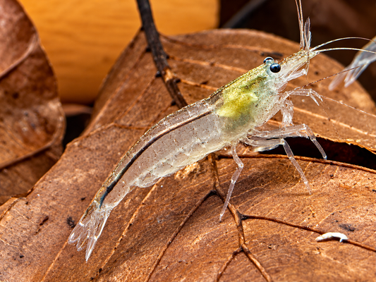 Amano Garnele Caridina multidentata L-XL