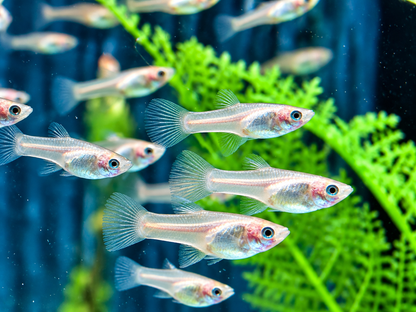 Red Scarlet Endler Guppy Poecilia wingei Weibchen