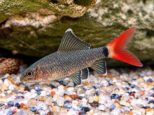 Feuerschwanz Epalzeorhynchos Labeo bicolor