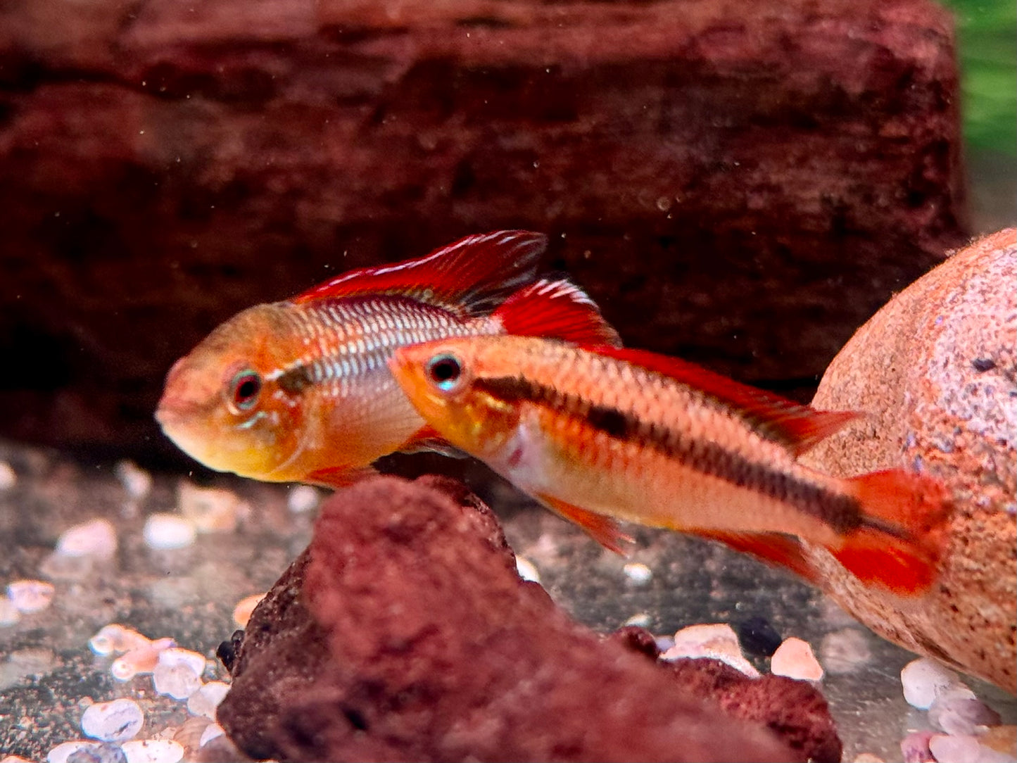 Agassiz' Zwergbuntbarsch Apistogramma agassizii red