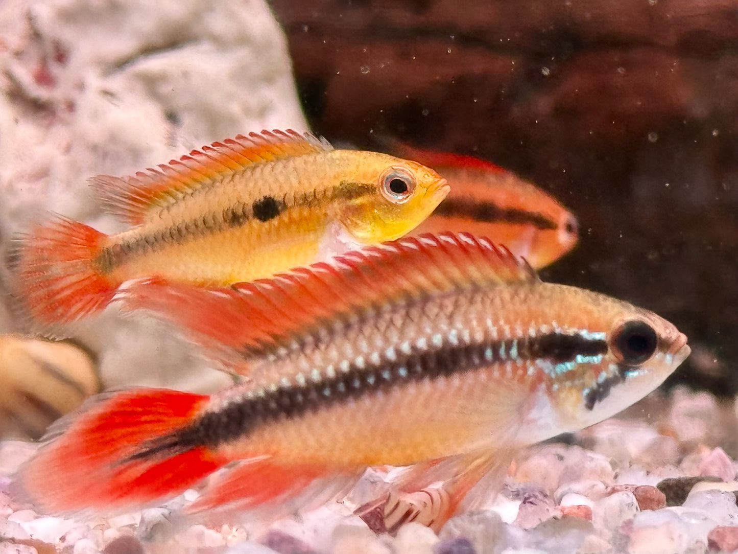Agassiz' Zwergbuntbarsch Apistogramma agassizii red