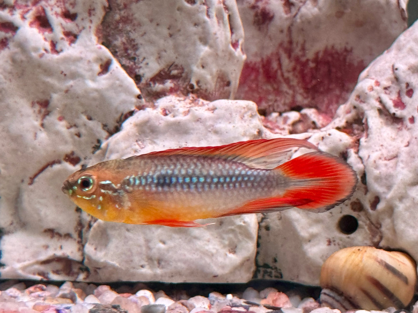 Agassiz' Zwergbuntbarsch Apistogramma agassizii red