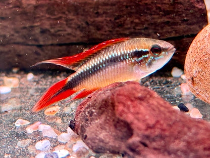 Agassiz' Zwergbuntbarsch Apistogramma agassizii red