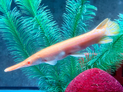 Albino Alligatorhecht Atractosteus Lepisosteus spatula 14-16 cm