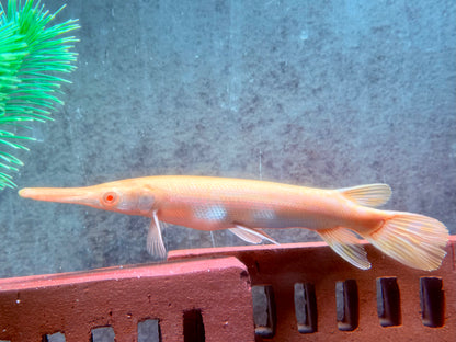 Albino Alligatorhecht Atractosteus Lepisosteus spatula 14-16 cm