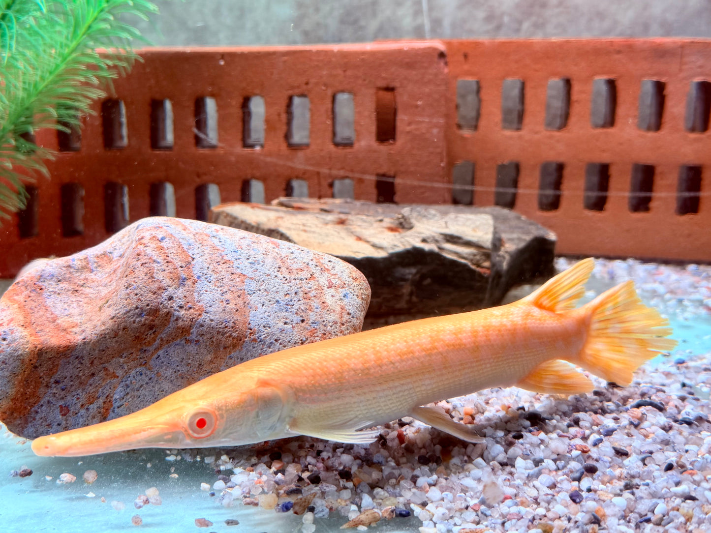 Albino Alligatorhecht Atractosteus Lepisosteus spatula 14-16 cm