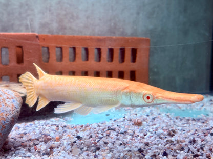 Albino Alligatorhecht Atractosteus Lepisosteus spatula 14-16 cm