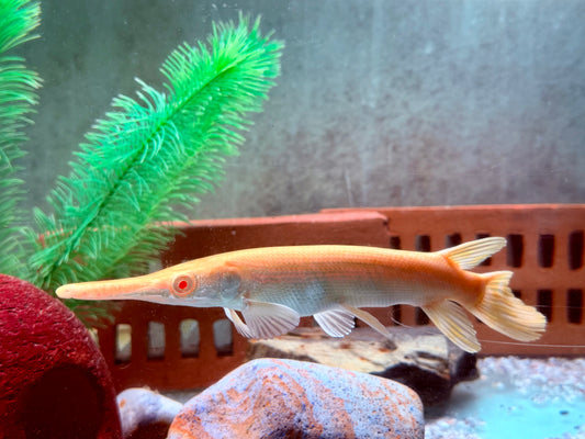 Albino Alligatorhecht Atractosteus Lepisosteus spatula 14-16 cm