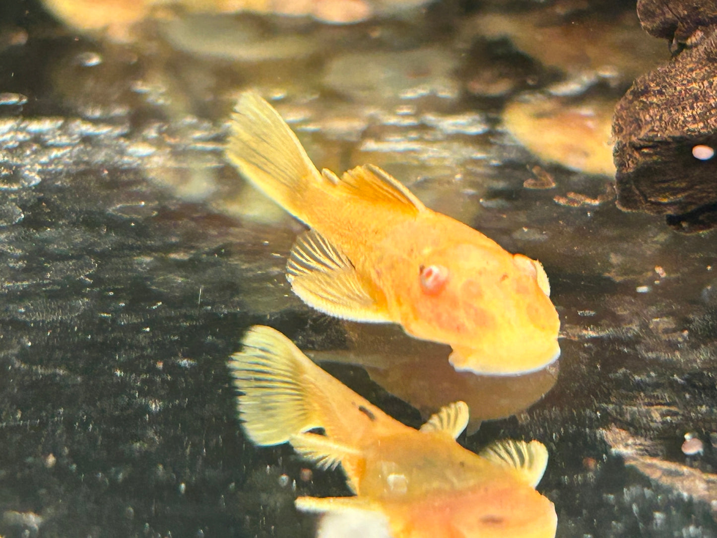 Goldener Antennenwels Ancistrus sp. albino