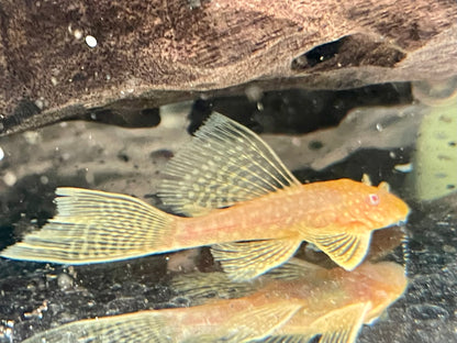 Albino Antennenwels Schleier Ancistrus spec Long Fin